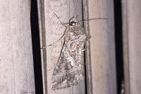Trichoplusia ni