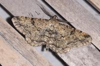 Peribatodes rhomboidaria rhomboidaria