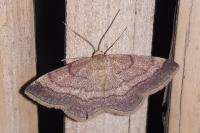 Scopula rubiginata