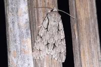Acronicta psi/tridens