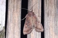 Lacanobia oleracea