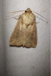 Mythimna albipuncta