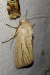 Mythimna pudorina