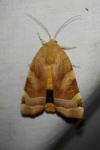 Noctua fimbriata