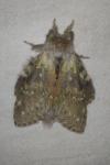 Stauropus fagi