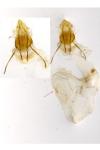 Acrobasis consociella