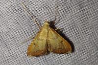 Endotricha flammealis