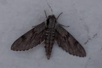 Hyloicus pinastri