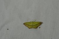 Timandra comae