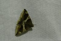 Dysgonia algira