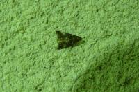 Acrobasis advenella