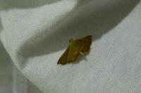 Endotricha flammealis