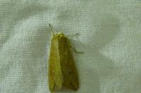 Mythimna unipuncta
