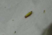 Oncocera semirubella