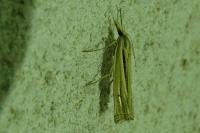 Ancylolomia tentaculella