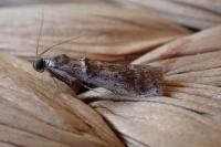 Pseudacrobasis tergestella