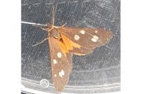 Dysauxes punctata