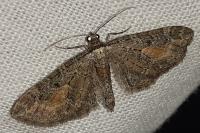 Eupithecia icterata