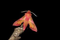 Deilephila porcellus