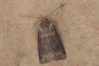 Agrotis clavis clavis