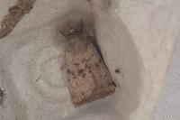 Epipsilia grisescens