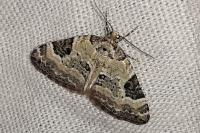 Perizoma blandiata