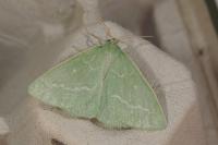 Thetidia smaragdaria