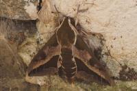 Hyles euphorbiae