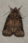 Bryophila ravula