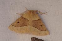 Crocallis elinguaria