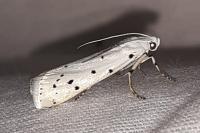 Myelois circumvoluta