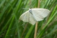 Scopula immutata