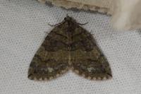 Hydriomena furcata