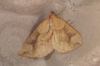 Eulithis populata