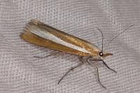 Catoptria bolivari