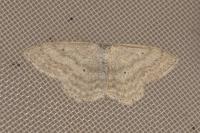 Scopula incanata