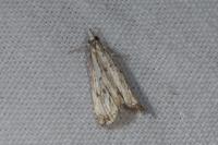 Catoptria falsella