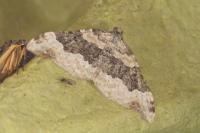 Epirrhoe galiata
