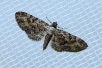 Eupithecia icterata
