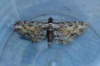 Eupithecia icterata