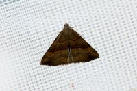 Hypena proboscidalis