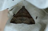 Hypena proboscidalis