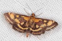 Pyrausta purpuralis