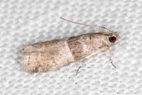 Elegia atrifasciella