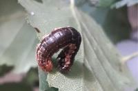 Rheumaptera hastata