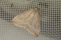 Udea nebulalis
