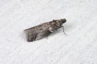 Acrobasis glaucella