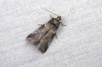 Acrobasis legatea