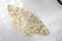 Charissa variegata