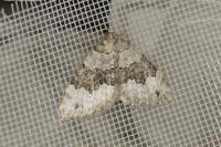 Colostygia aptata